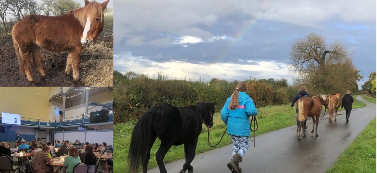 photo of someone walking a horse