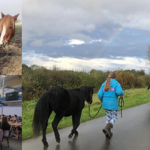 photo of someone walking a horse