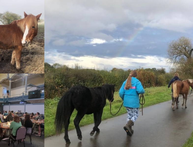 photo of someone walking a horse