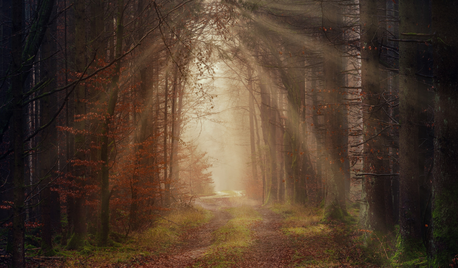 forest path